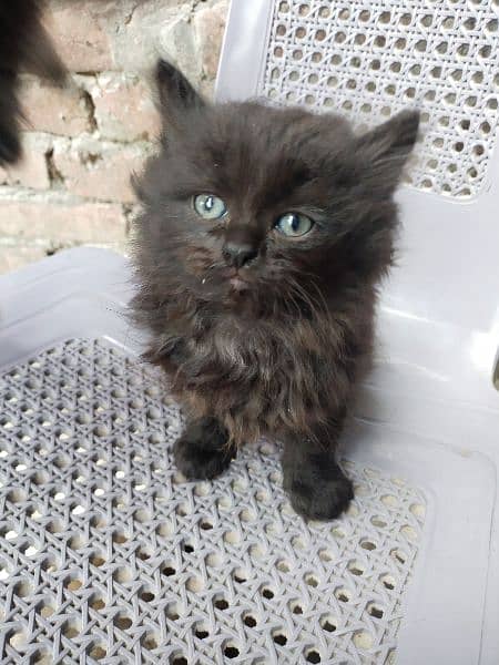 Persian tepl code Male and female available ha 2