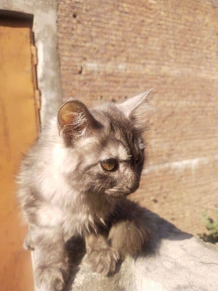 Persian tepl code Male and female available ha 3