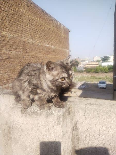 Persian tepl code Male and female available ha 4