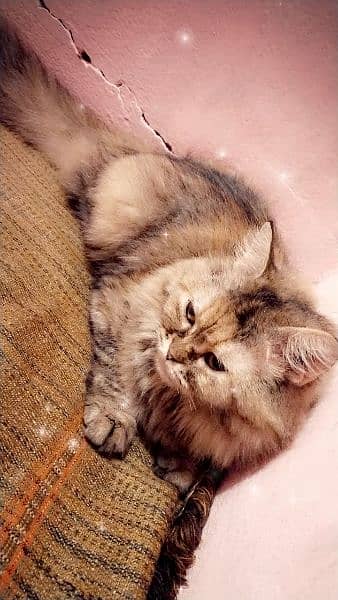 Persian tepl code Male and female available ha 7