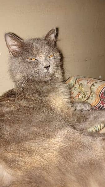 Persian Cat, Double coated Cat, Persian kitten, Cats, Female cats. 2