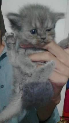 Percian Kitten's Gray Color Triple Coat Blue eyes Whatsap+923198109155