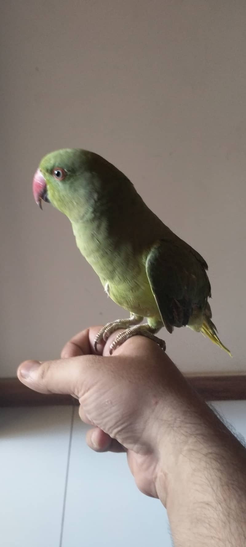 Ringneck parrot for sale 5