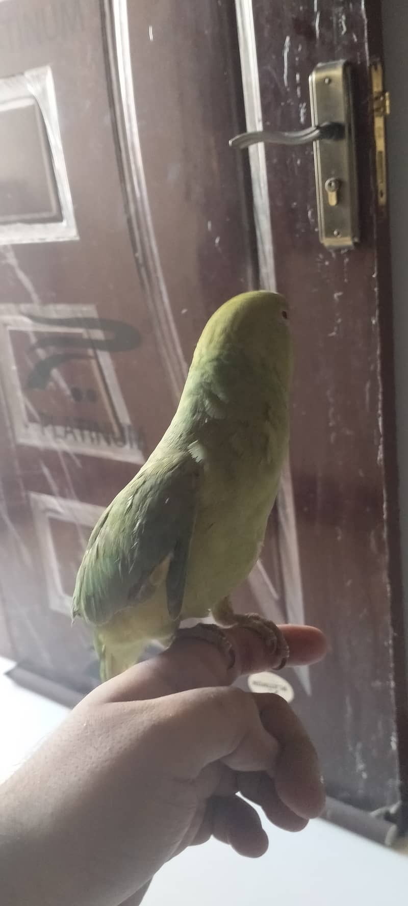Ringneck parrot for sale 10