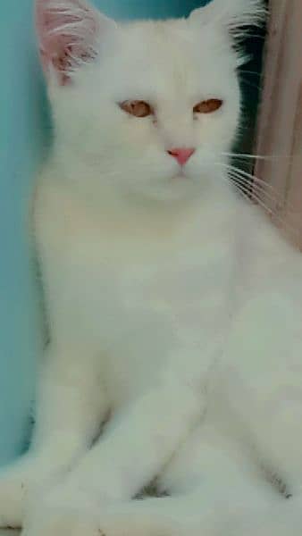 Persian kitten or cat's hn pr cats ki price alag h 2