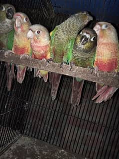 Pineapple Conure high red fector