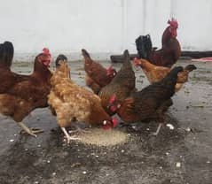 egg laying hen for sale