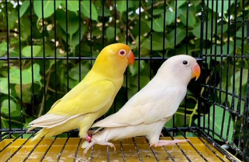 Cremino / Albino split/ Albino Red Eyes / love bird /decino / cocktail 2