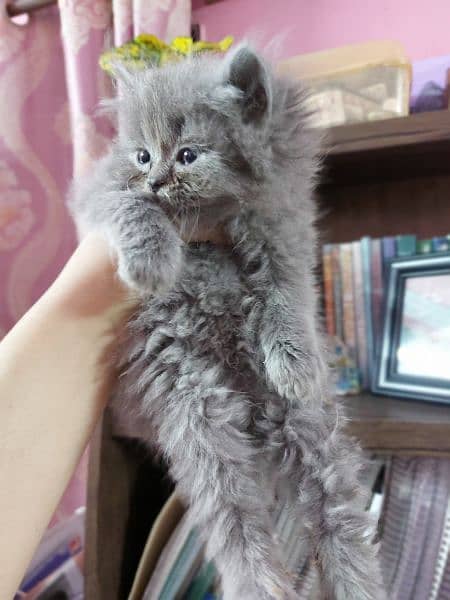 Persian kittens for sale 9