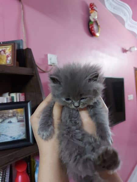 Persian kittens for sale 11