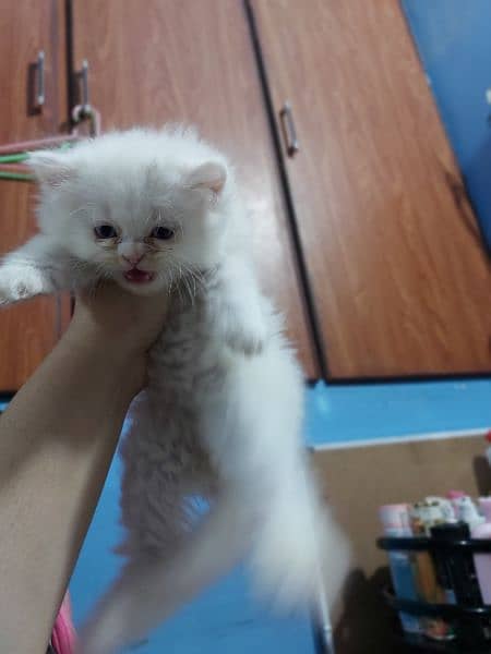 Persian kittens for sale 14