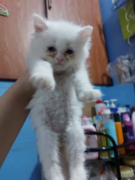 Persian kittens for sale 15