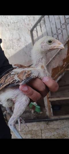 Aseel Mianwali cheena and lakha color chicks available