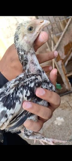 Aseel Mianwali cheena and lakha color chicks available