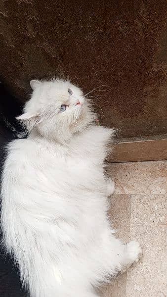 white Persian cat 3