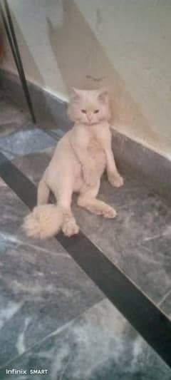 Persian male cat tripple coted