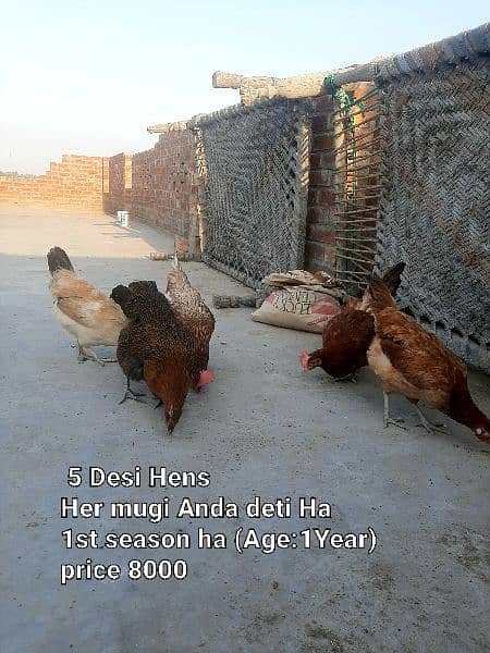 Desi Hens and Aseel Pair with 7 bacha for sale 0