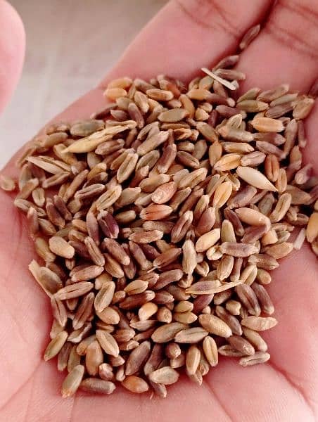Black Wheat (used for sugar and heart patients) 0