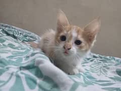 Orange and white male kitten for adoption