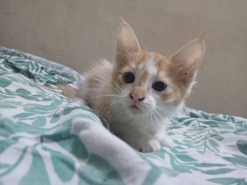 Orange and white male kitten for adoption 0