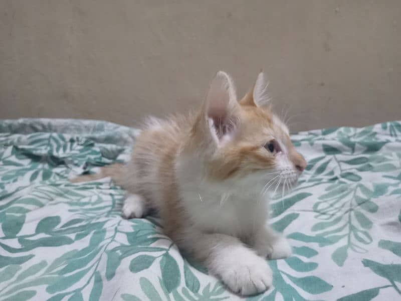 Orange and white male kitten for adoption 1