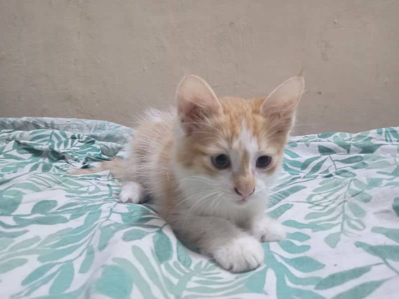 Orange and white male kitten for adoption 2