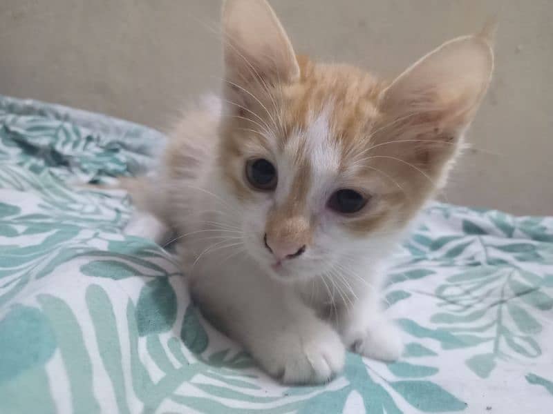 Orange and white male kitten for adoption 3
