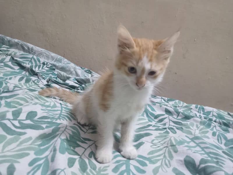 Orange and white male kitten for adoption 4