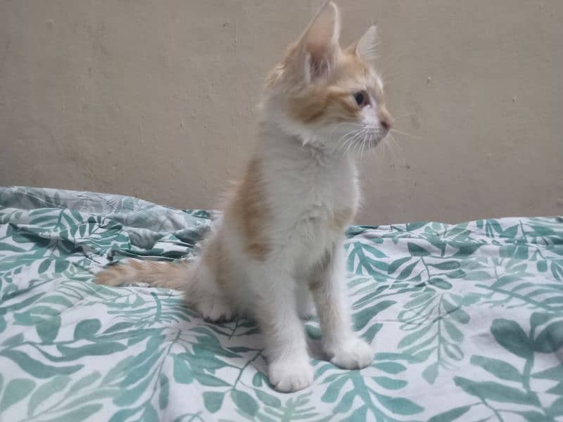 Orange and white male kitten for adoption 5