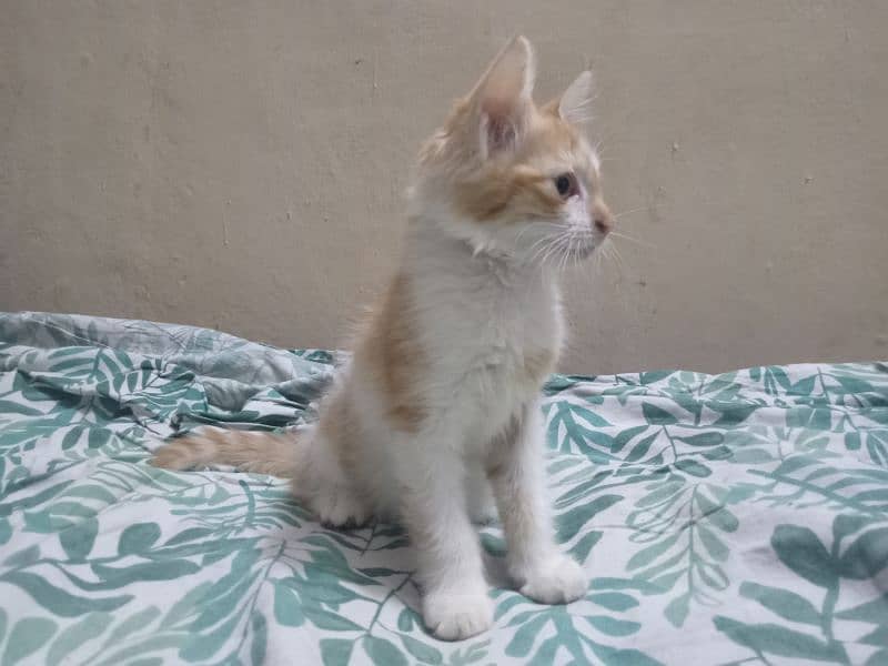 Orange and white male kitten for adoption 6