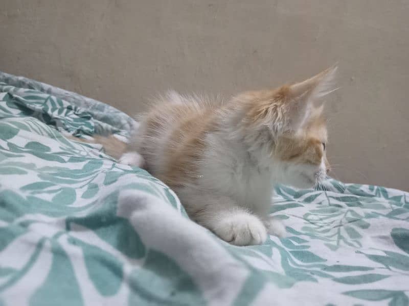Orange and white male kitten for adoption 7