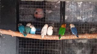 Love birds breeders