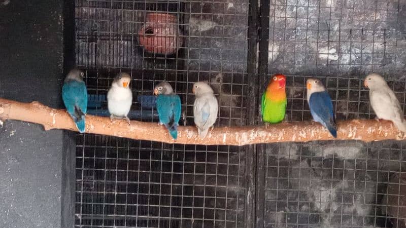 Love birds breeders 1