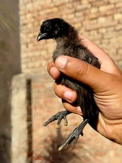 ayam cemani gray tougue chiks are available