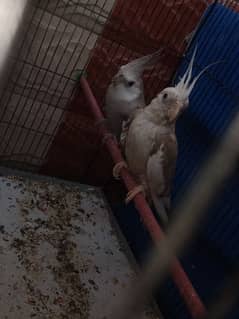 Grey cockatiel breeder pair