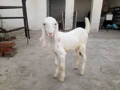 Rajan puri goat kid age 2.5 month
