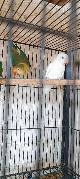 some of breedrs pair love birds mix mutation 1