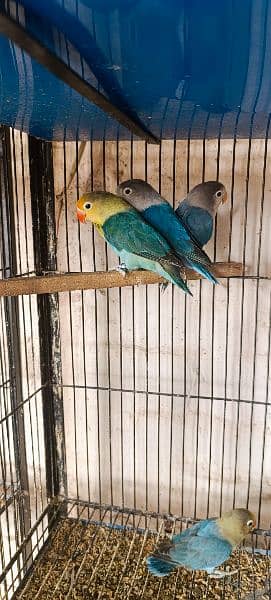 some of breedrs pair love birds mix mutation 2