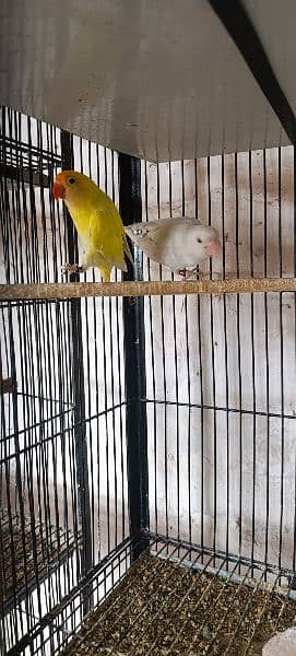 some of breedrs pair love birds mix mutation 3