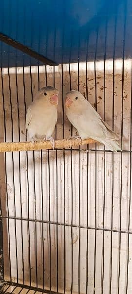 some of breedrs pair love birds mix mutation 4
