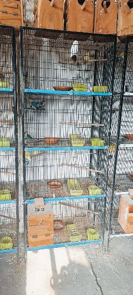 some of breedrs pair love birds mix mutation 5