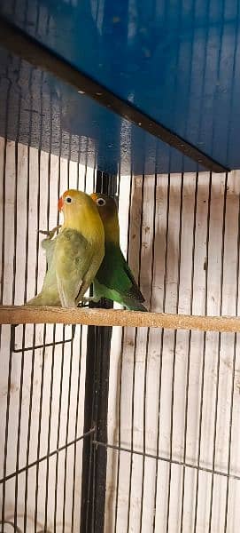 some of breedrs pair love birds mix mutation 6