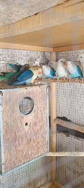 some of breedrs pair love birds mix mutation 8
