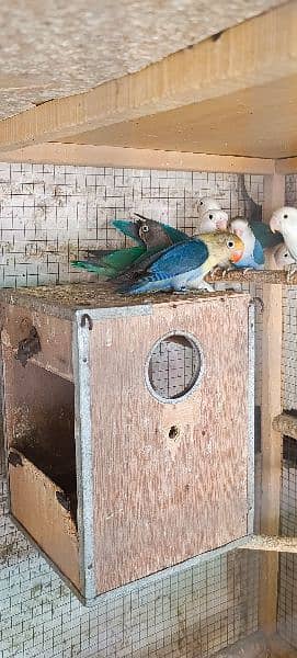 some of breedrs pair love birds mix mutation 9