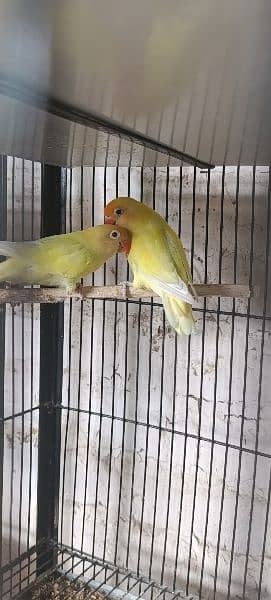 some of breedrs pair love birds mix mutation 10