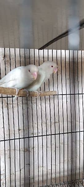 some of breedrs pair love birds mix mutation 14