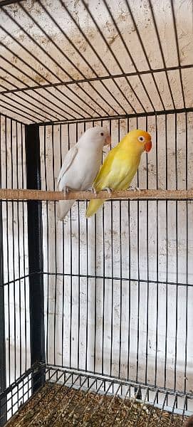 some of breedrs pair love birds mix mutation 16