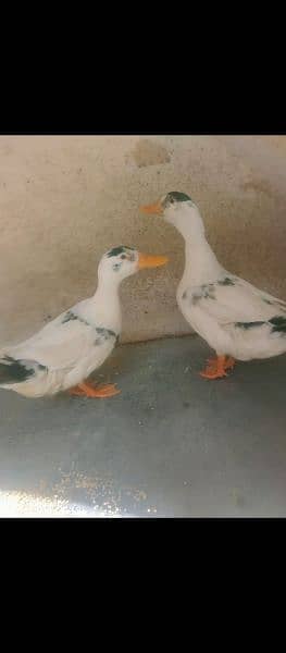 Duck pair 0