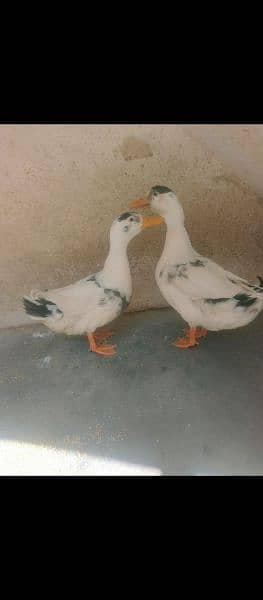 Duck pair 1