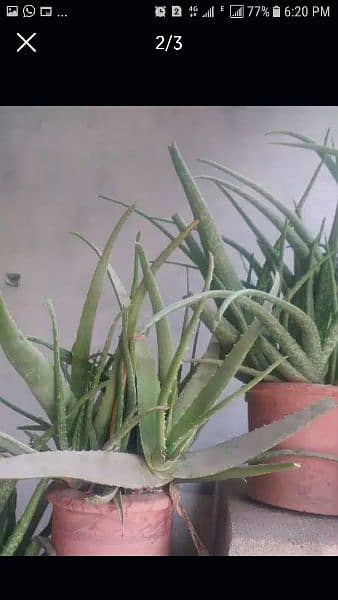 kwar gandal Aloe vera 1
